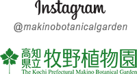 Instagram @makinobotanicalgarden 高知県立牧野植物園